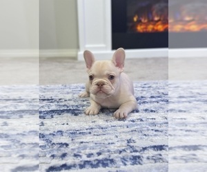 French Bulldog Puppy for Sale in FONTANA, California USA