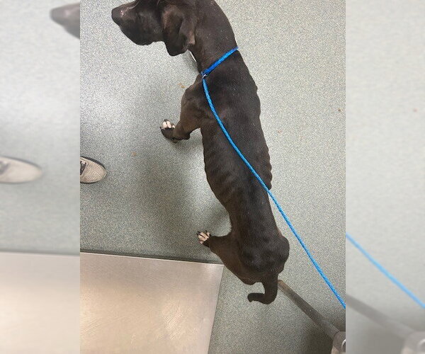 Medium Photo #2 Great Dane-Labrador Retriever Mix Puppy For Sale in Bullard, TX, USA