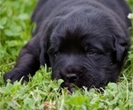 Small #4 Bernese Mountain Dog-Labrador Retriever Mix