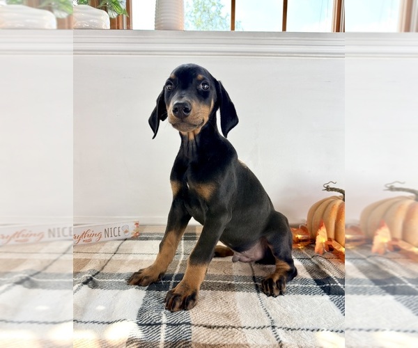 Medium Photo #4 Doberman Pinscher Puppy For Sale in GREENFIELD, IN, USA