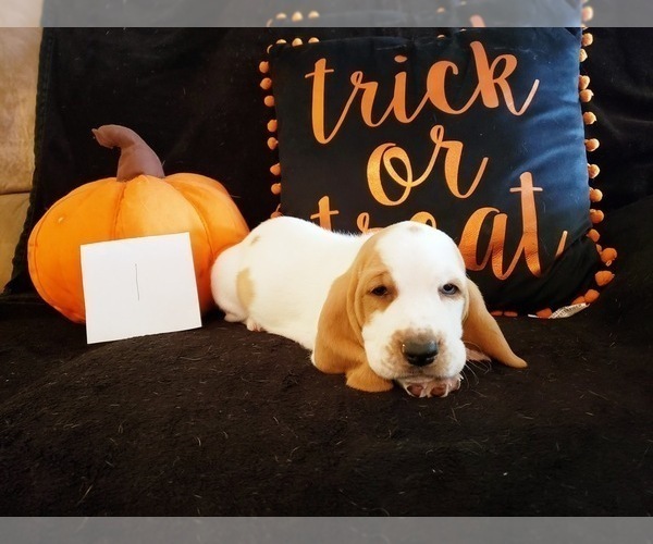 Medium Photo #8 Basset Hound Puppy For Sale in CLAREMORE, OK, USA
