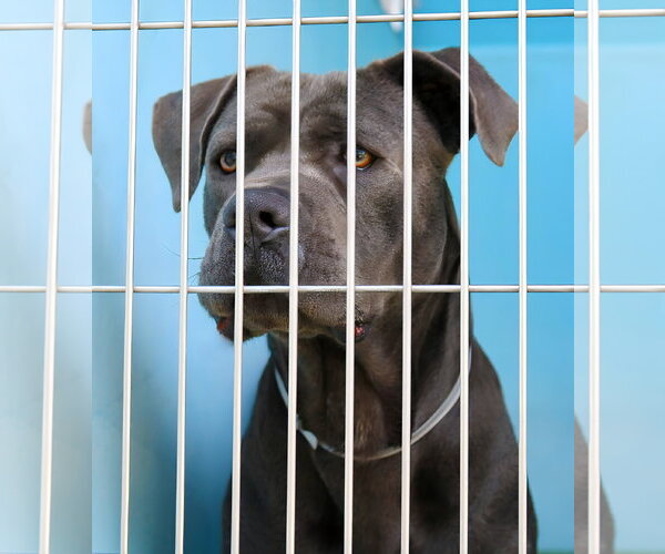 Medium Photo #1 Mutt Puppy For Sale in Pasadena, CA, USA