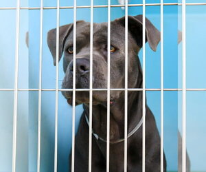 Mutt Dogs for adoption in Pasadena, CA, USA