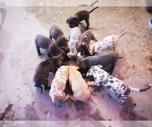Great Dane Puppy for sale in EL PASO, TX, USA