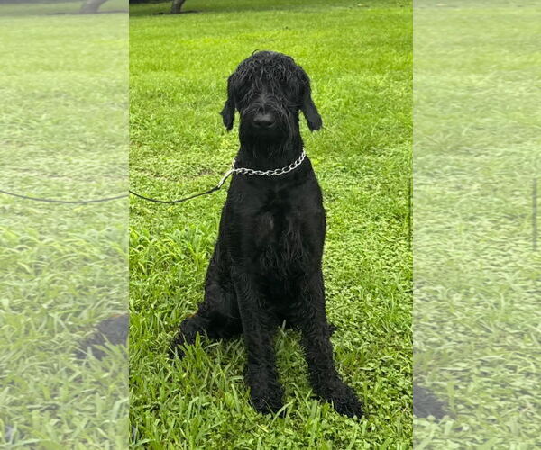 Medium Photo #1 Mutt Puppy For Sale in Valrico, FL, USA