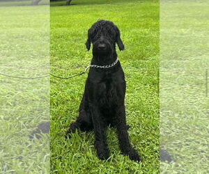 Mutt Dogs for adoption in Valrico, FL, USA