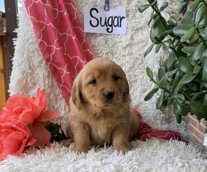 Golden Retriever Puppy for sale in THORP, WI, USA