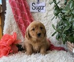 Image preview for Ad Listing. Nickname: Sugar