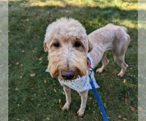 Golden Retriever Dogs for adoption in Brooklyn Center, MN, USA