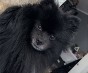 Father of the Chiranian puppies born on 03/09/2026