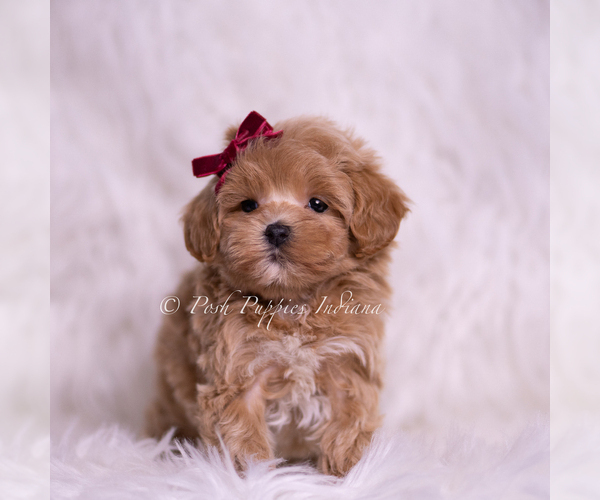 Medium Photo #61 Maltipoo (Miniature) Puppy For Sale in WARSAW, IN, USA