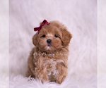 Small Photo #61 Maltipoo (Miniature) Puppy For Sale in WARSAW, IN, USA