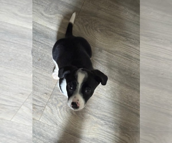 Medium Photo #1 Jack Chi Puppy For Sale in Holly Springs, NC, USA