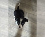 Small Jack Chi
