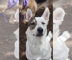 Small #16 Huskies  Mix