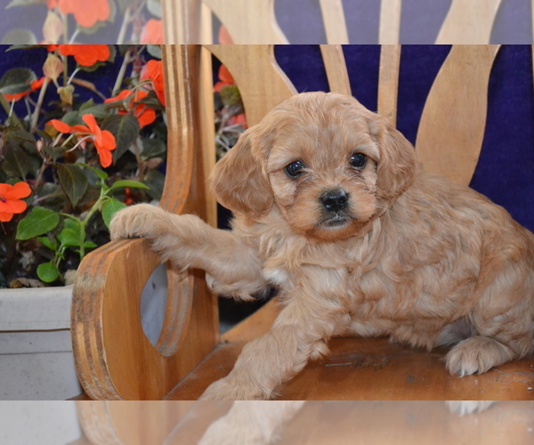 Medium Photo #3 Cavapoo Puppy For Sale in GREENWOOD, WI, USA