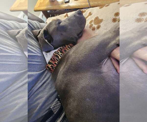 Medium Photo #11 Great Dane-Unknown Mix Puppy For Sale in Huntersville, NC, USA