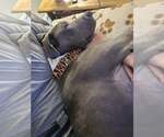 Small #10 Great Dane Mix