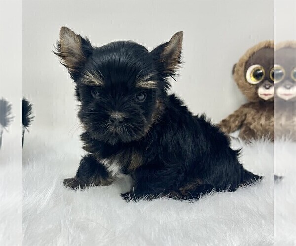 Medium Photo #8 Biewer Terrier Puppy For Sale in TAMPA, FL, USA