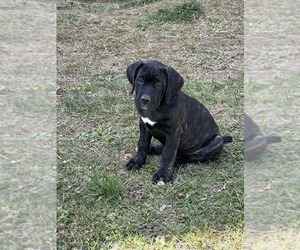 Cane Corso Puppy for sale in WALDORF, MD, USA