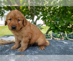 Small Photo #18 Golden Retriever Puppy For Sale in WOLCOTTVILLE, IN, USA