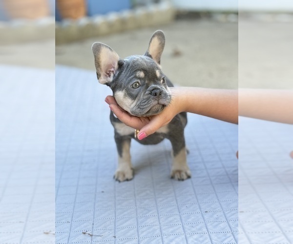 Medium Photo #7 French Bulldog Puppy For Sale in FORT BELVOIR, VA, USA