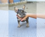 Small #6 French Bulldog