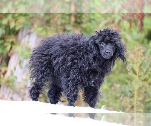 Poodle (Toy) Puppy for sale in DYERSBURG, TN, USA