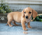 Small Photo #6 Dachshund Puppy For Sale in NAPPANEE, IN, USA