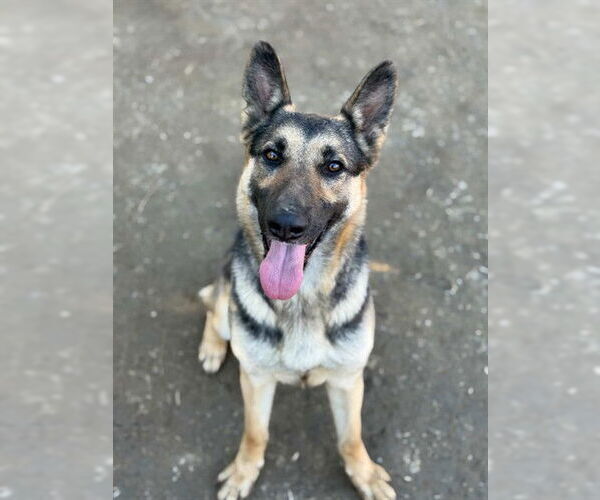 Medium Photo #2 German Shepherd Dog Puppy For Sale in Riverside, CA, USA
