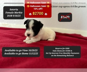 Morkie Puppy for sale in TUCSON, AZ, USA
