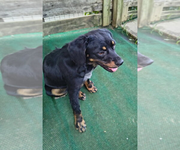 Medium Photo #1 Doxle Puppy For Sale in Aurora, IN, USA