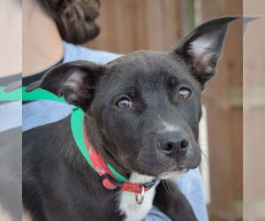 Pembroke Welsh Corgi-Unknown Mix Dogs for adoption in Huntley, IL, USA