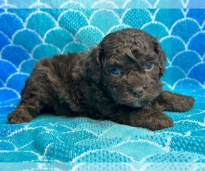 Poodle (Toy) Puppy for sale in SILEX, MO, USA