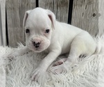 Small #3 Boxer