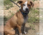 Small #1 Red Heeler Mix