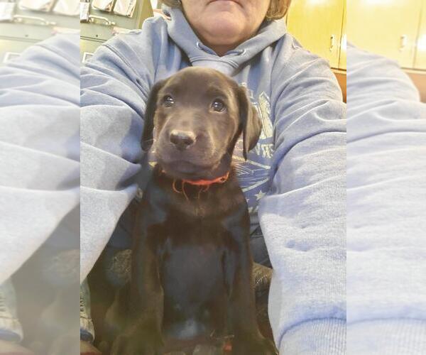 Medium Photo #1 Labrador Retriever Puppy For Sale in BATAVIA, IL, USA