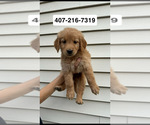Puppy Mini Golden Retriever