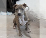Small #9 Mutt