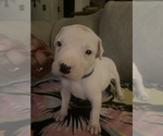 Small Photo #5 Dogo Argentino Puppy For Sale in ARLINGTON, TX, USA