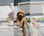 Small Photo #2 Golden Retriever Puppy For Sale in CHICAGO, IL, USA