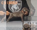 Puppy Chrissy Cane Corso
