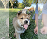 Small Photo #3 Shiba Inu Puppy For Sale in NEW ATHENS, IL, USA