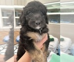 Small Photo #19 Aussiedoodle Puppy For Sale in LONGWOOD, FL, USA