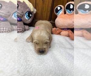 Golden Retriever Puppy for Sale in NEOLA, West Virginia USA