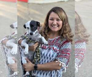 Jack Russell Terrier-Unknown Mix Dogs for adoption in Arlington, WA, USA