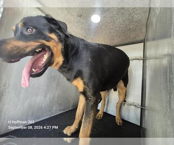Medium Photo #1 Rottweiler-Unknown Mix Puppy For Sale in San Antonio, TX, USA