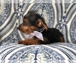 Small Photo #4 Yorkshire Terrier Puppy For Sale in LAKELAND, FL, USA