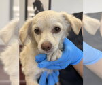 Small Photo #2 Chiweenie Puppy For Sale in San Diego , CA, USA