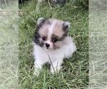 Small #8 Pomeranian